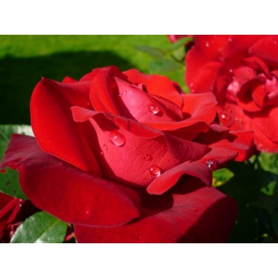 СПИВАКЪ Цветочная вода Розы (органик), 50 мл